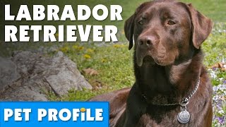 Labrador Retriever Pet Profile  Bondi Vet [upl. by Elijah]