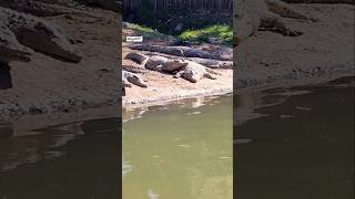 more crocodile up close 👌 shortsfeed shorts shortsviral animals nature viralshorts [upl. by Ennaej]