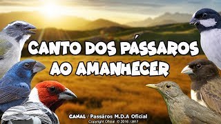 Pássaros cantando na natureza ao amanhecer  Ótimo para esquentar seus Pássaros  0618 [upl. by Haugen]