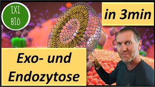 Biologie kurz und knapp  Exo und Endozytose in drei Minuten erklärt  Bestnoten im BioAbi  BioIxi [upl. by Chuch148]