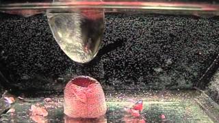 Hydrophobic Sand Underwater [upl. by Catt]