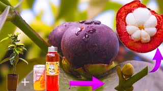 How to plant mangosteen trees to bear fruit as soon as possible [upl. by Imhskal390]