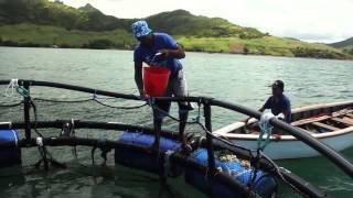 Cage construction GMP and value addition in the small scale mariculture sector [upl. by Arekahs181]