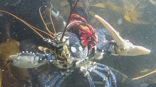 Comment attraper des gros Homards dans 2M deau  Chasse sous marine été 2016 [upl. by Liesa]