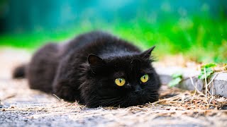 Silliest Floofy Void Vampurr 🤣 Black Norwegian Forest Cat [upl. by Bennir]