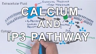 Calcium amp IP3 Pathway [upl. by Areic743]