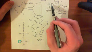 Dynamin and Endophilin Part 6 [upl. by Malloch]