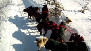 Part 2 Rookie crashes on Iditarod trail [upl. by Juli]