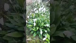 💚Spathiphyllum wallisiipeace lily garden indoorplantlover gardenplants gardentrees [upl. by Elehcor725]