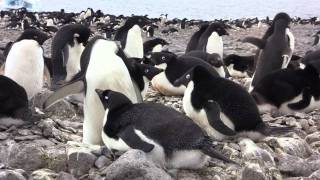 Adelie Penguins of Paulet Island Antarctica [upl. by Draner]