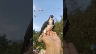 Shirazi Kabootar Aj Gar A Gaya 115 😍  shorts viral pigeon [upl. by Zalucki8]