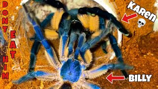 Extremely Blue Tarantula Breeding🤩Billy’s first girlfriend❤️🥹 [upl. by Dallman]