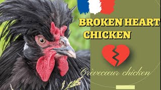 Crèvecœur chicken breeds a chicken with broken heart [upl. by Averir]