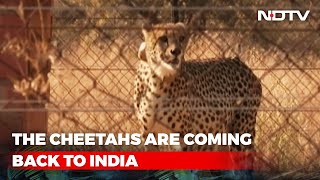 Cheetahs To Arrive In India For PM Modis Birthday He Will Welcome Them  The News [upl. by Ezara]