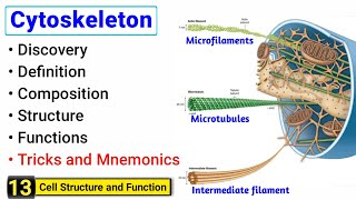 Actin filament structure and function  microfilament structure and function [upl. by Novel]