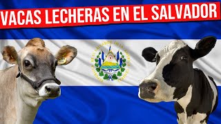 🔴 VACAS LECHERAS En El Salvador Todo lo que Debes Saber ✅ Gado Leitero [upl. by Gilud]