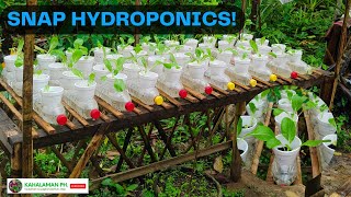 SNAP Hydroponics Simple Setup Using Empty Plastic Bottles by KaHalaman PH [upl. by Ailatan518]