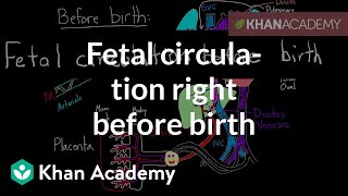 Fetal circulation right before birth  Circulatory system physiology  NCLEXRN  Khan Academy [upl. by Ennirak526]