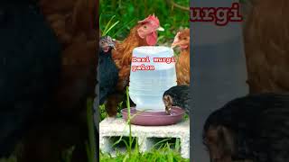 Desi murgi palon 🐓🐔 shorts shortsfeed chicken chickenfarm [upl. by Lanna]