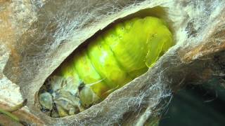 A Moth Lifestyle Pupation Process [upl. by Llehcal]