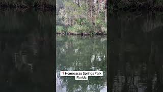 Homosassa Springs Wildlife State Park Florida [upl. by Erdua]