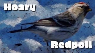 Hoary Redpoll [upl. by Paver154]