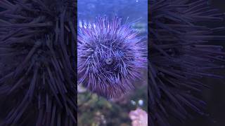 Sea Urchins Be Like [upl. by Ingvar718]