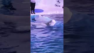 Beluga whale also known as delphinapterus leucas or the cutest thing on earth 🥰 fyp belugawhale [upl. by Prima148]