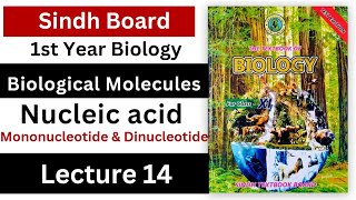 nucleic acid  biological molecules  class 11 biology Sindh board new book [upl. by Lienad]