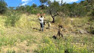 Andrew Feeding a Cheetah  Amani Lodge Namibia [upl. by Eimirej]