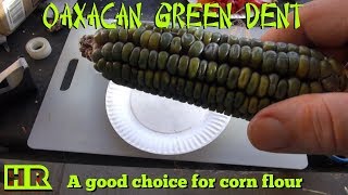 ⟹ Oaxacan Green Dent Corn From Mexico  Corn Review  HRSeeds [upl. by Noryahs581]