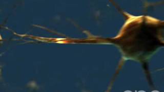 Neuron  3D Medical Animation  ABP © [upl. by Angadresma]