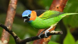 Bird Photography in Brazil [upl. by Anirtep]