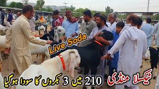 Friday Taxila Bakra Mandi Latest Update 7 June 2024  3 Bakro Ka Soda Ho Gaya [upl. by Nonna440]