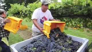 Harvest time for Tennessee vineyards [upl. by Corsetti223]