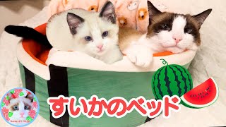 6年間使ってくれなかった猫ベッドを使う様になった猫がいます Cat bed 【English CC】 [upl. by Janyte]