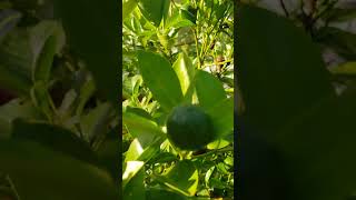 Calamondin is fruiting calamansi garden calamondin plants fruit gardening happy shorts [upl. by Dominick709]