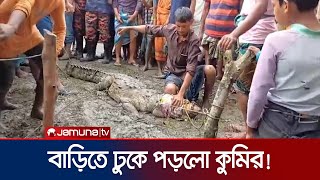 হাঁসমুরগির লোভে লক্ষ্মীপুরে একটি বাড়িতে হঠাৎই কুমিরের হানা  Lakshmipur Crocodile Rescue JamunaTV [upl. by Araf998]