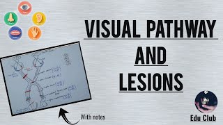 Visual Pathway Physiology and Lesions  Visual Field Defects  Special Senses Physiology [upl. by Oirrad]