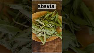 Stevia Plant 200x Sweeter Than Sugar Health Benefits  SGK English [upl. by Eibbor]