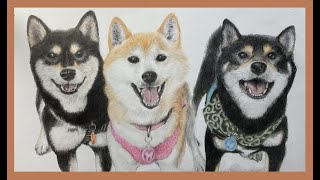 【色鉛筆画 colored pencil drawings】 13 柴犬のるりちゃん、かりんちゃん、てつくん [upl. by Ennaid113]