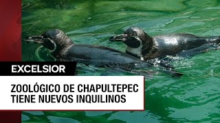 Zoológico de Chapultepec presumen nuevos pingüinos bisontes y jaguares [upl. by Tyrone]