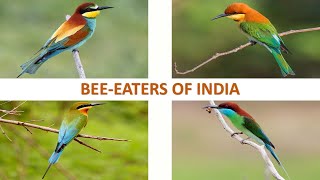 Bee Eaters of India 🇮🇳  Birds  Indian Birds [upl. by Cychosz821]