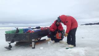 Fishing for pteropods in Antarctica [upl. by Ettesoj367]