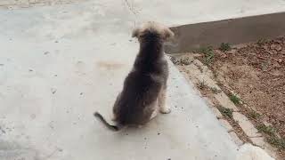 Cute husky puppy barking at cat 😺 husky puppy sound huskypuppy puppy [upl. by Emawk383]