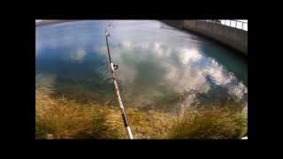 Softbaiting Twizel Canals [upl. by Aiselad]