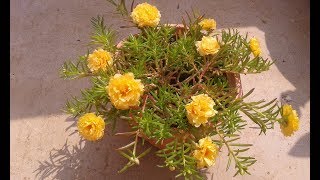 How to grow Table RoseMoss RosePortulaca GrandifloraJapanese rosesun rose [upl. by Skiest464]