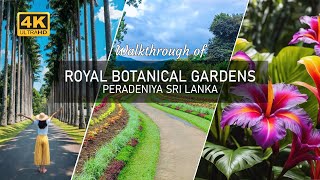 Walkthrough of Peradeniya Royal Botanical Gardens  Sri Lanka [upl. by Nnyleimaj]