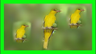 Golden Oriole Song Call Chirp Sound Vocalization  Oropéndola Europea Canto  Oriolus Oriolus [upl. by Ttirb6]