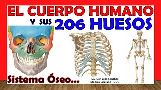 🥇 206 HUESOS del Cuerpo Humano en 24 Minutos  Mnemotecnias Fácil y Sencillo [upl. by Spear]